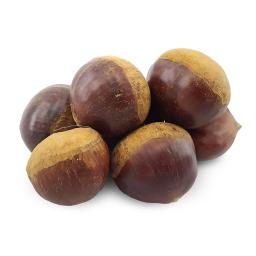 بلوط