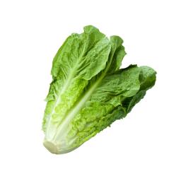 کاهو